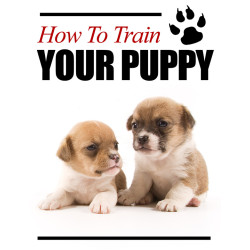 How to Train Your Puppy