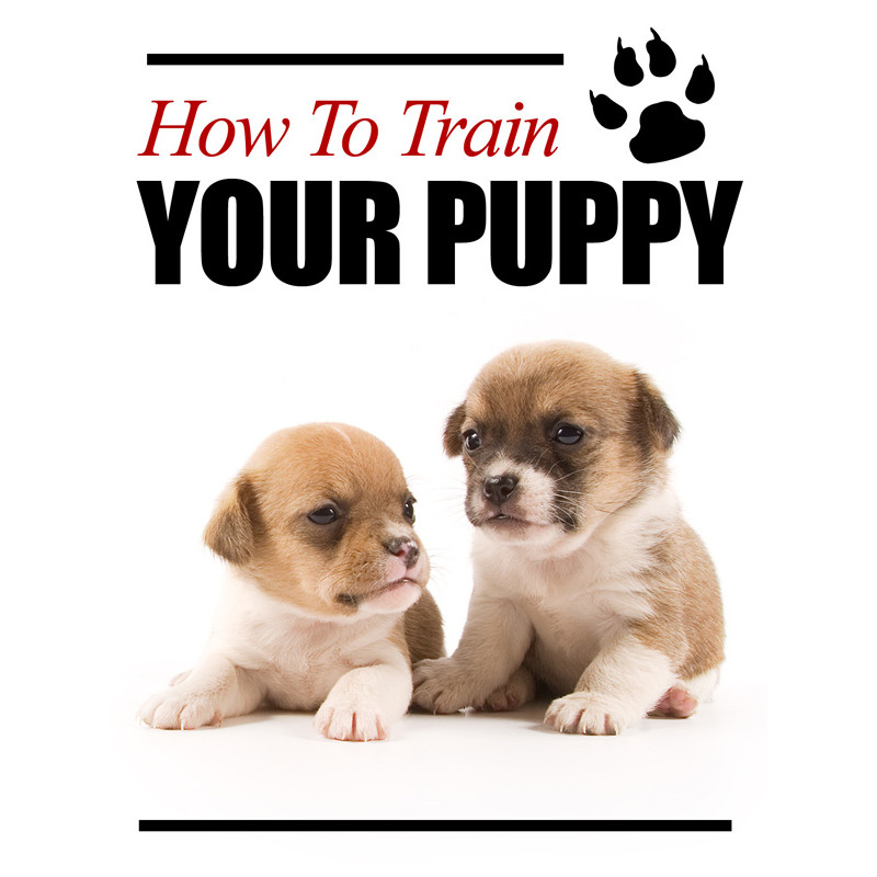 How to Train Your Puppy