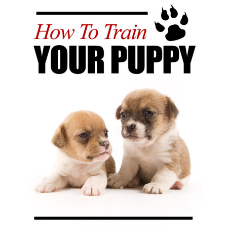 How to Train Your Puppy